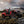 Jeep - Gladiator